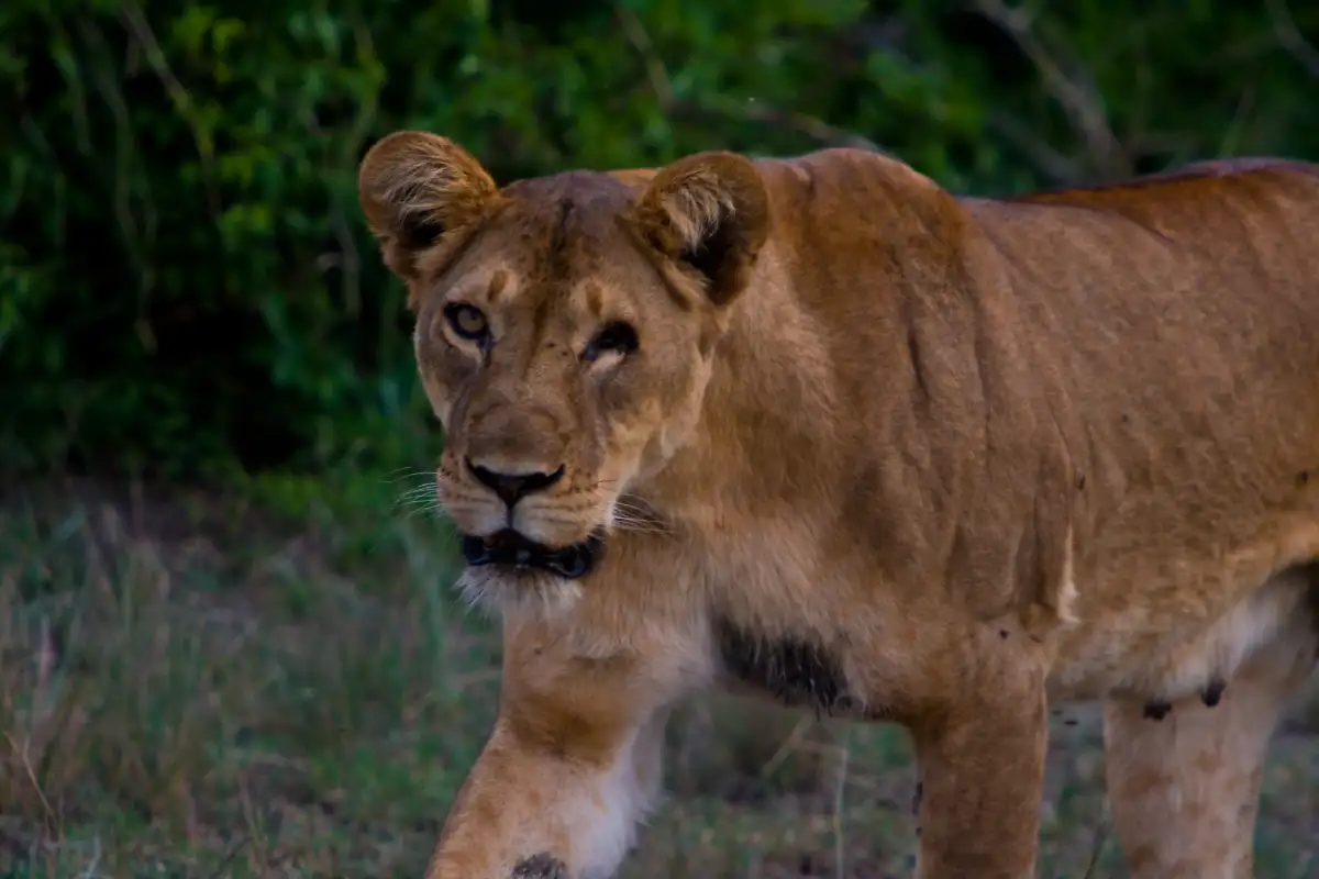 Uganda's Super Honeymoon Safari Experience in Wild